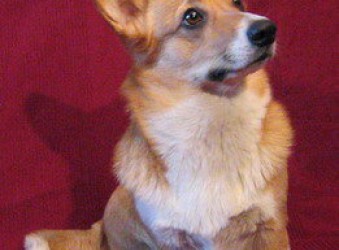 foxy_1