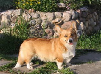 foxy_20