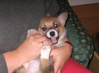 foxy_4