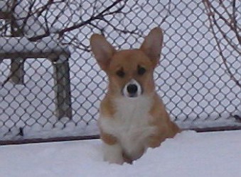 foxy_7