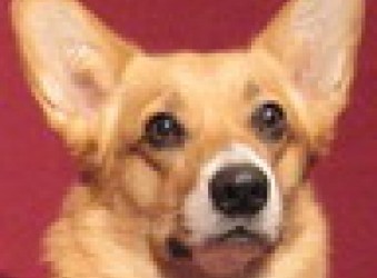 foxy_butt