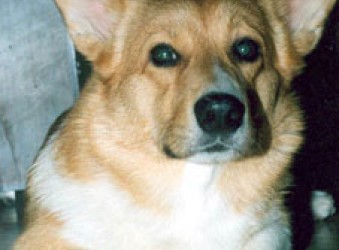 leva_4p