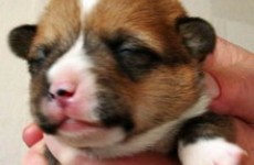 puppies_2006_1