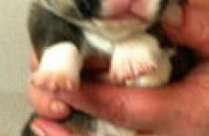 puppies_2006_12