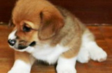 puppies_2006_13
