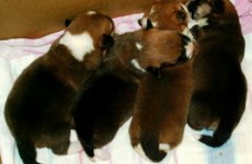 puppies_2006_3