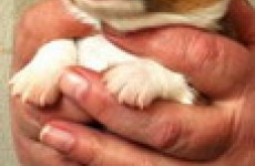puppies_2006_4