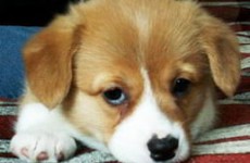 puppies_2006_6
