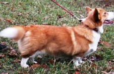 puppies_2006_6a