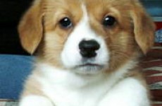 puppies_2006_7