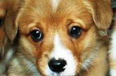 puppies_2006_8