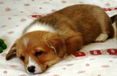 puppies_2006_9
