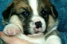puppies_080706-03
