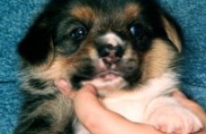 puppies_080706-04