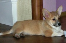 puppies_080706-08