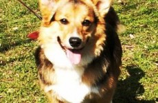 puppies_080706-09