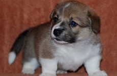 puppies_080608_1