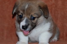 puppies_080608_2