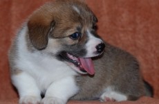 puppies_080608_3