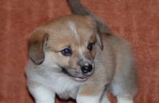 puppies_080608_4