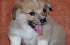 puppies_080608_6