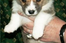 puppies_100307-02