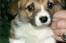 puppies_100307-03