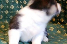 puppies_100307-04