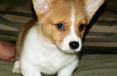 puppies_100307-08