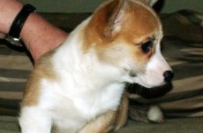 puppies_100307-09