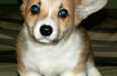 puppies_100307-10