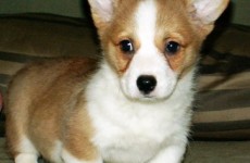 puppies_100307-11