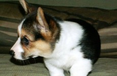puppies_100307-12