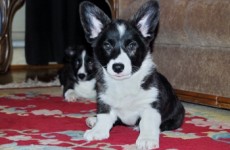 fanta_pup_3_1
