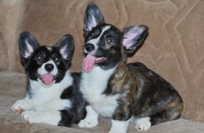 fanta_pup_3_6
