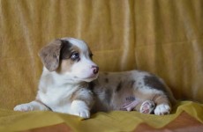 Flurri_09