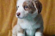 Norman_09