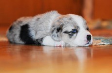 Floretta_03