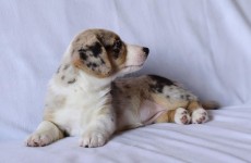 Floretta_14