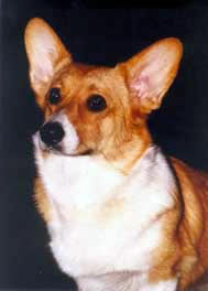 zhuzha p