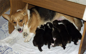 smollett pup1