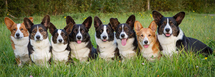 corgi88